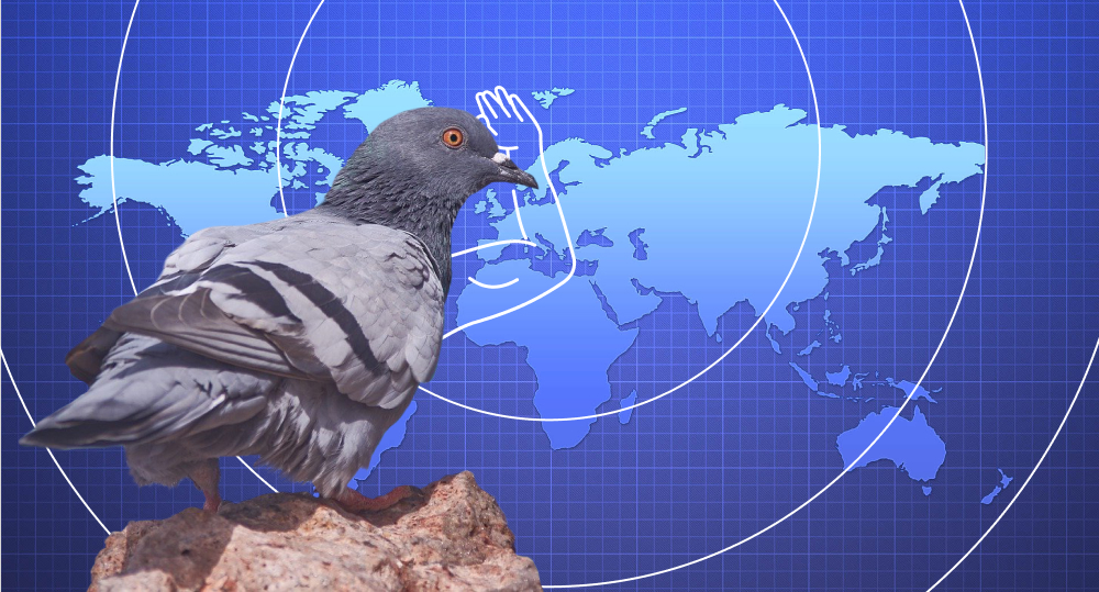 pigeon looks at map and tries to find best destination for outsource