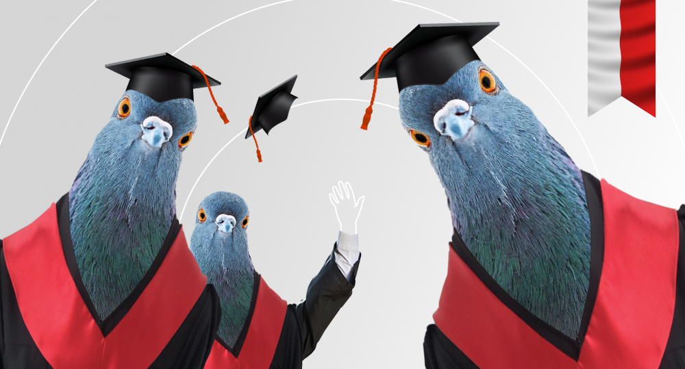 pigeons are graduating from uni and throwing hats