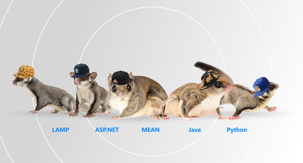 Flying squirrels in rapper caps stand next to names of tech stacks: LAMP, ASP.NET, MEAN, Java, and Python.