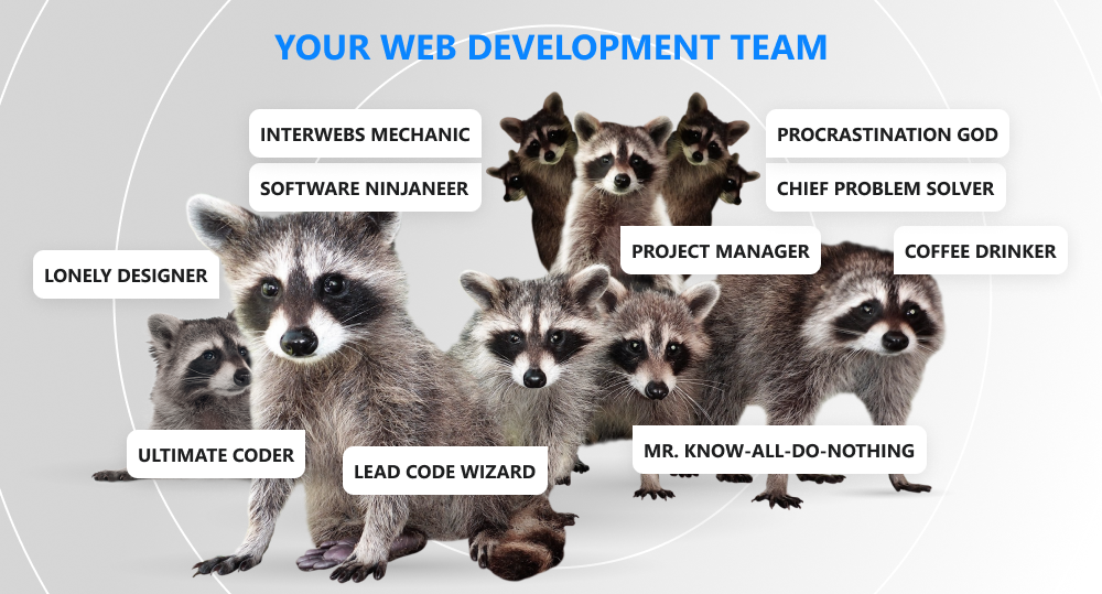 Raccoons gathering together as an ideal web development team