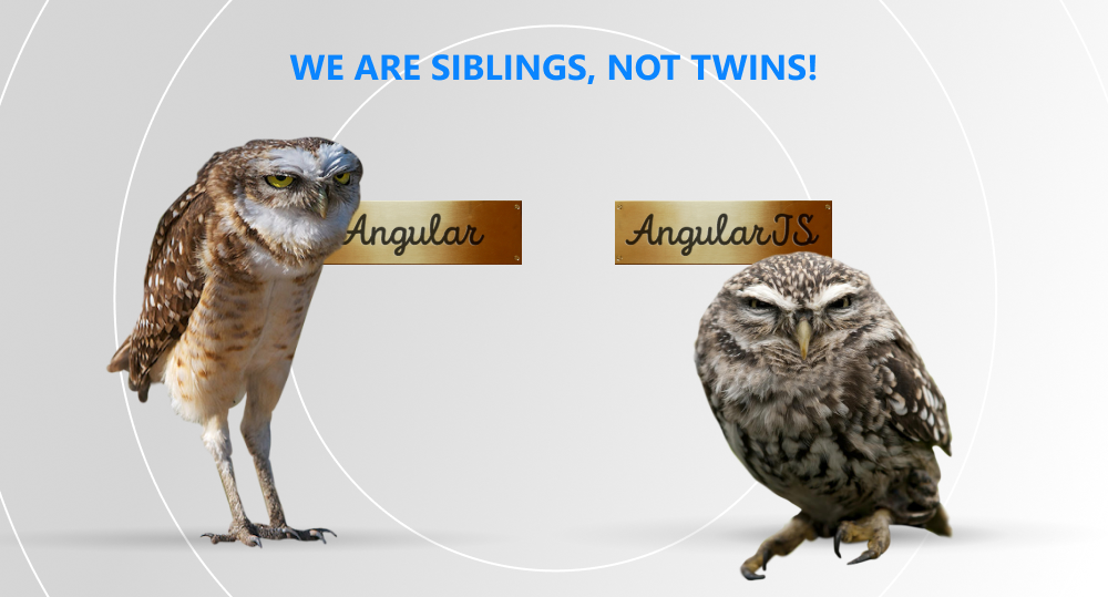 Two angry owls standing and staring at reader with the text "We are siblings, not twins!"