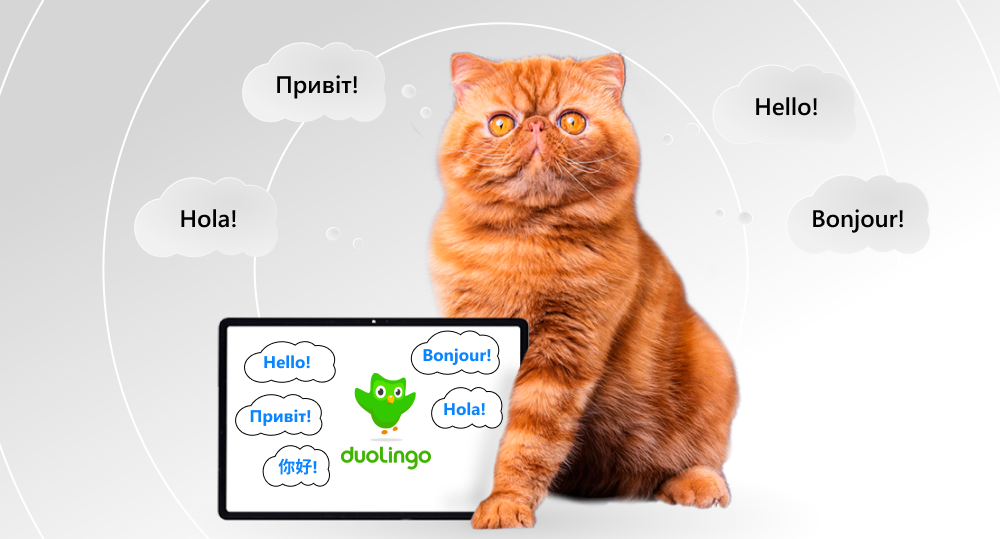 Cat using Duolingo app to learn foreign languages