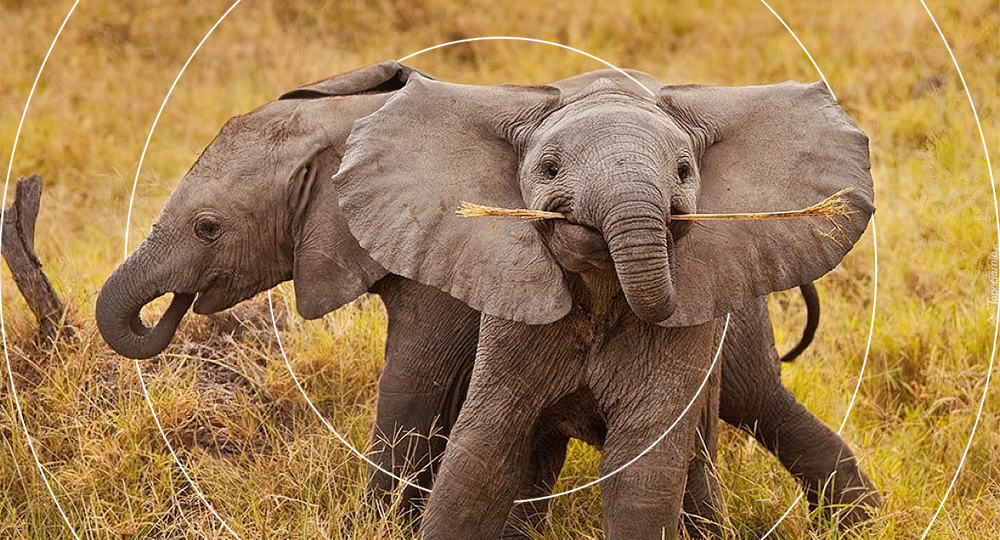 An elephant is winking.