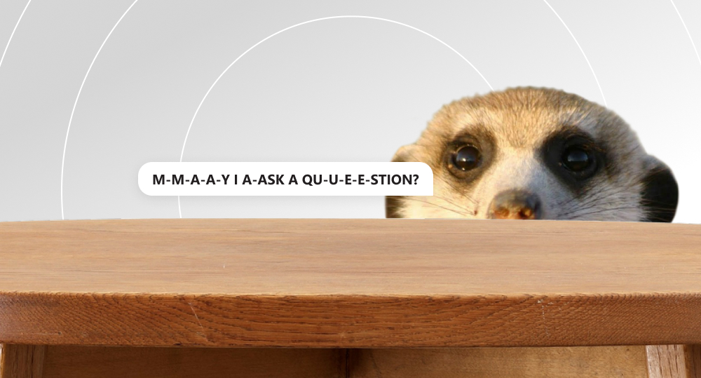 Frightened meerkat looking out from behind the table and asking if it is possible to ask a question