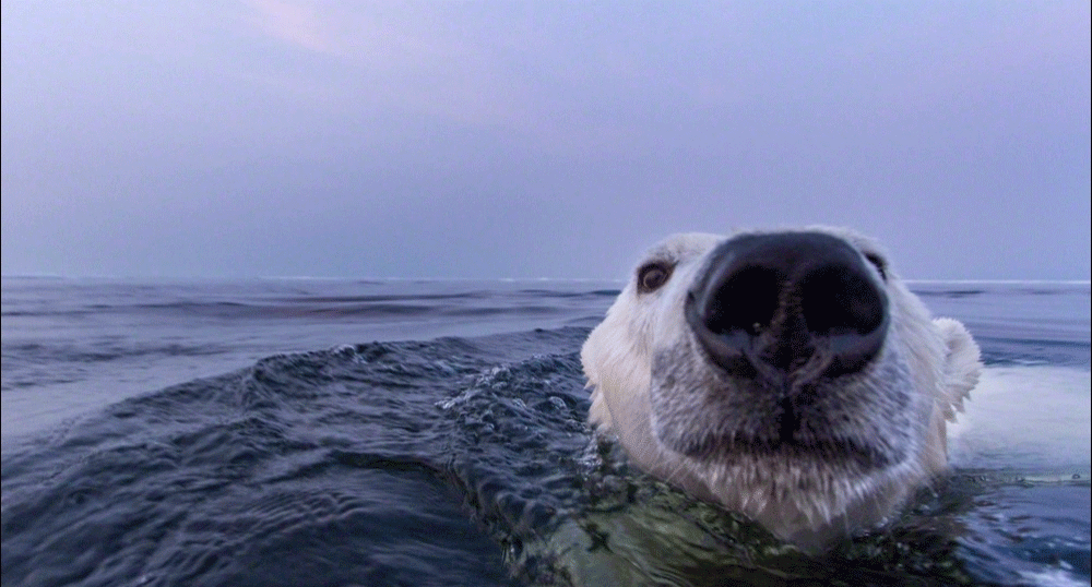 Swimming polar bear smiles.
