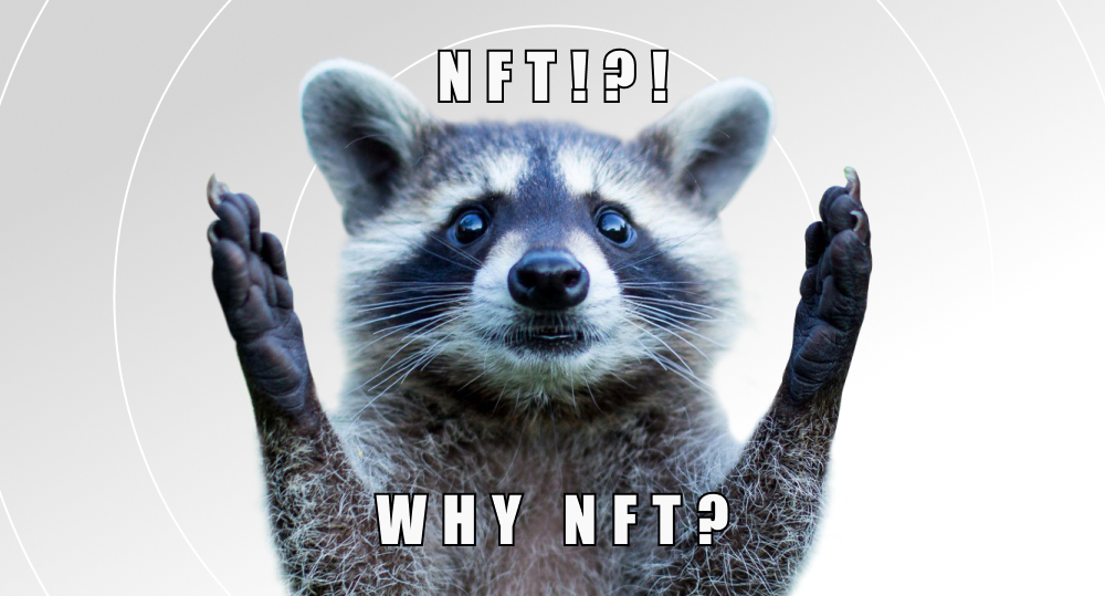Raccoon raising its paws to sky and wondering why we need NFT