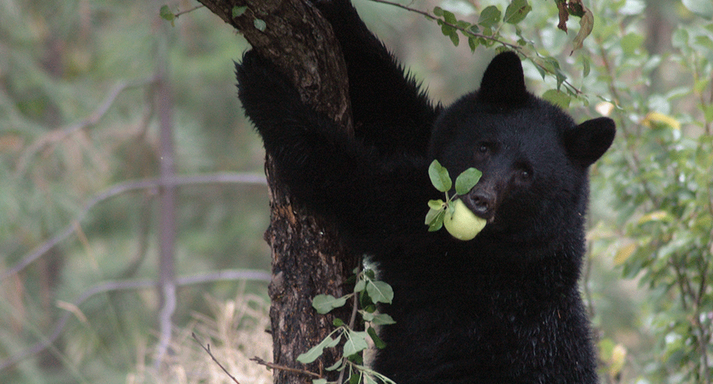 Bear climbs tree with apple in his mouth.