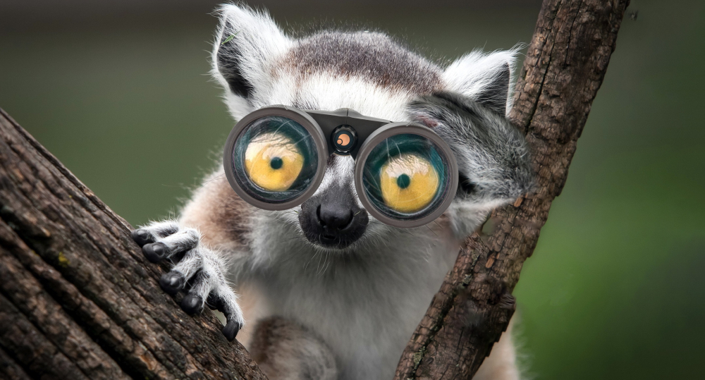 Lemur is holding binoculars.