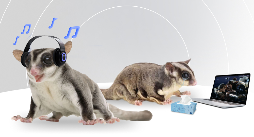 two sugar gliders. one with headphones listening to music. the other is watching a movie on a laptop. 