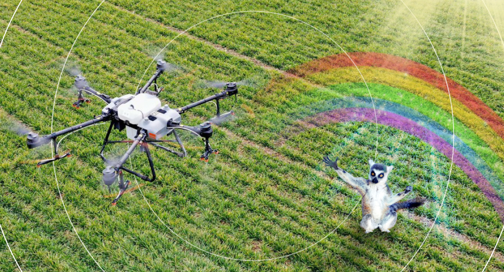 Lemur is happy and standing on field with its paws up, hailing drone.