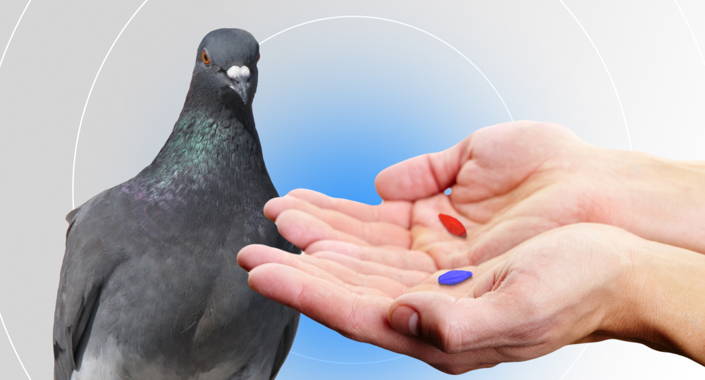 pigeon looking at a hand holding red and blue grains