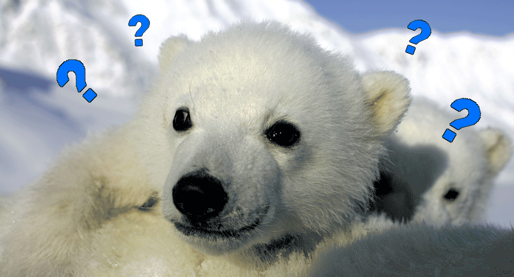 Baby polar bear blinks and is surrounded by question marks.